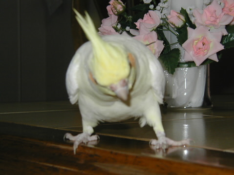 photo