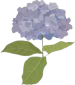 afisai